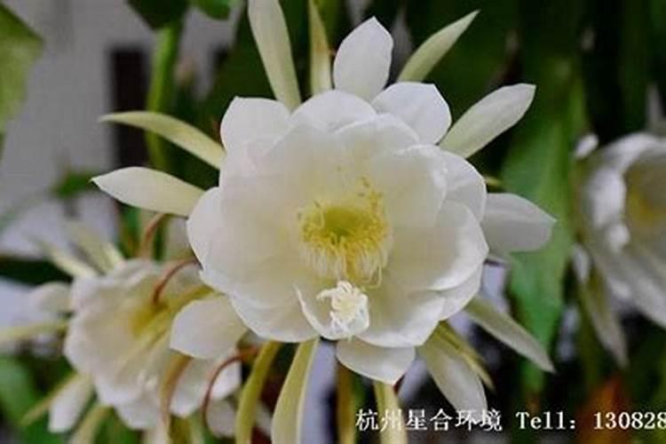昙花叶面肥怎么施