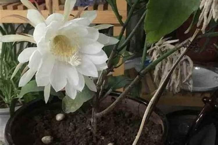 昙花施肥用什么肥料,长花蕾的时候可以施肥吗