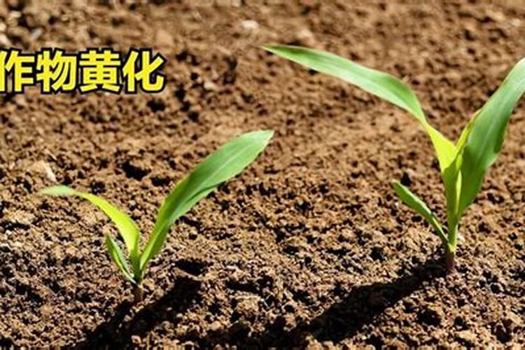 辣椒黄叶是缺什么肥