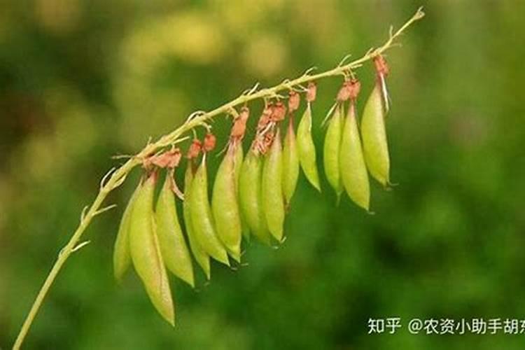 黄芪施什么肥料最好？