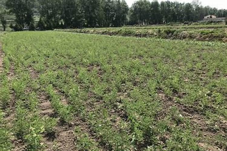 黄芪的田间栽培管理要点和增产增收管理要点