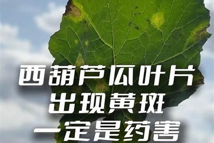 叶子发黄缺什么元素,植物叶子生病该怎么施肥补救