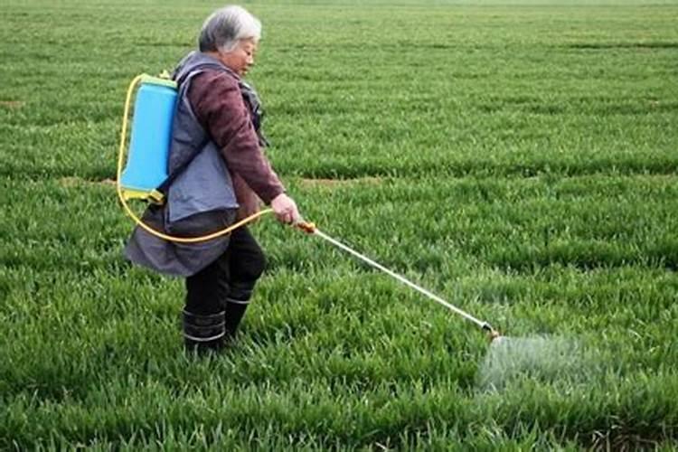 小麦叶面肥使用效果好,很多人还不会用