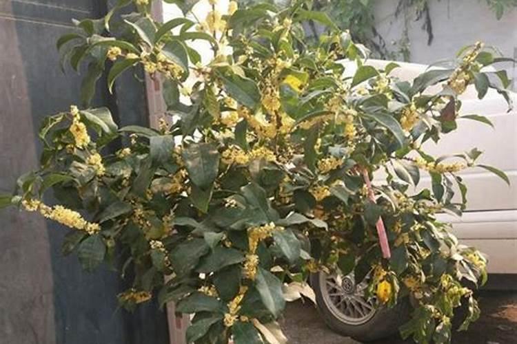 桂花树施肥用什么肥料