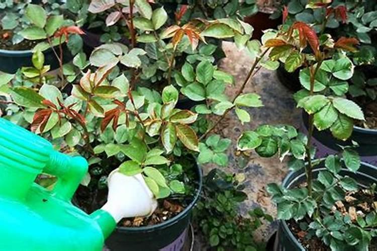 春天种植的月季怎么浇水施肥