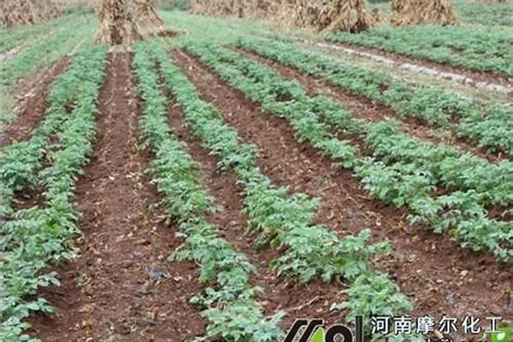 土豆出苗后管理技术