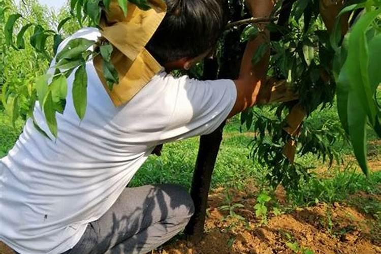 鱼蛋白在苹果树上什么时间使用