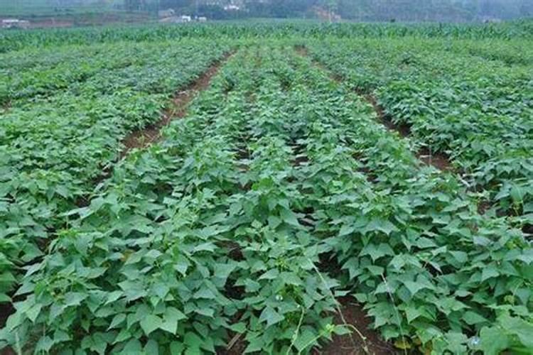 芸豆亩产量一般多少斤 怎样种植才能高产