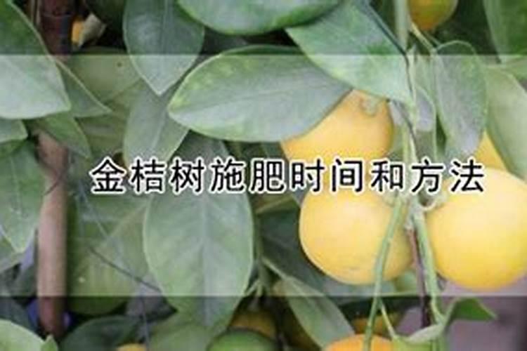 金桔能用什么肥料最好最旺