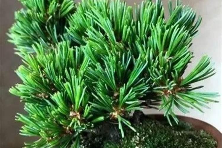 水溶肥灌根使用方法