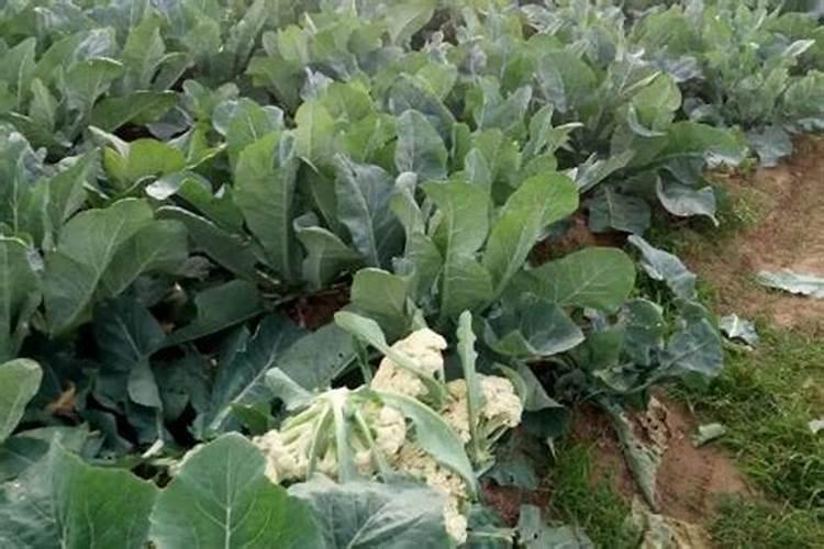 花菜该如何施肥才能高产？