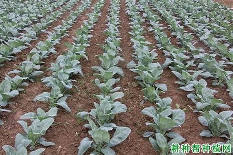 花菜育苗时间和方法