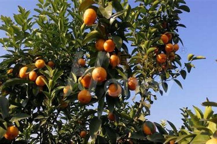 沙糖桔开花打那种药提高坐果率？