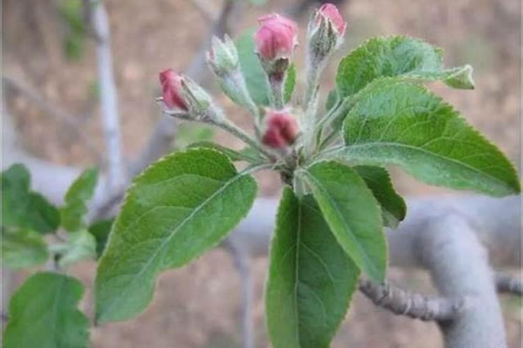 苹果树花期施肥方法 苹果树什么时候施肥