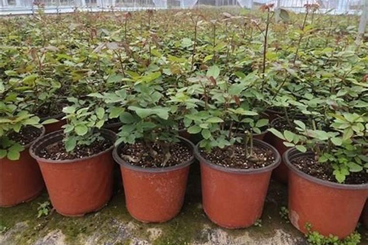 移栽的月季多久可以施肥 移栽后的月季什么时候需要施肥