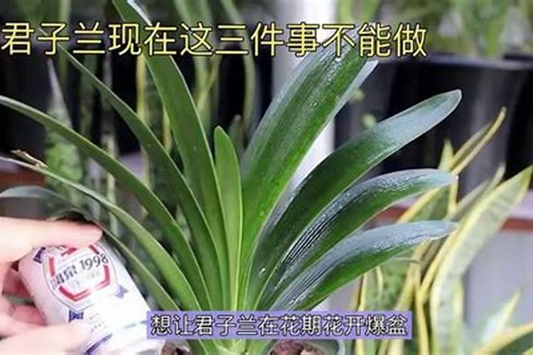 君子兰怎么施肥