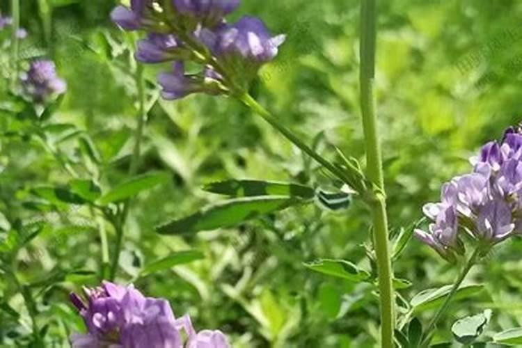 花生的叶面肥用在紫花草木须上可以吗？