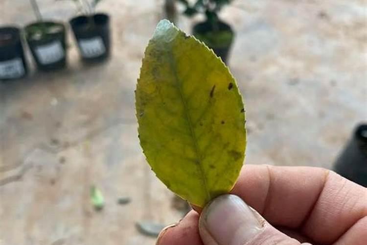 富贵树叶子发黄怎么办 叶子发黄的原因及处理方法