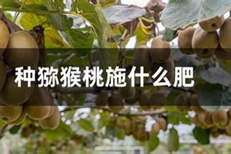 猕猴桃什么时间施叶面肥好猕猴桃施肥时间和方法