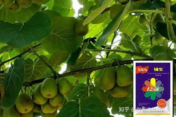猕猴桃什么时间施叶面肥比较好？怎么施？