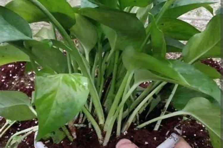 氮肥如何被植物吸收的？