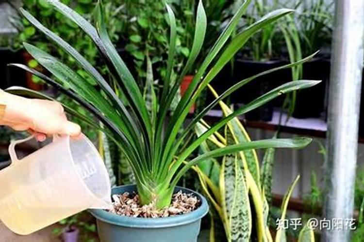 君子兰叶面肥怎么用