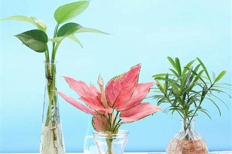 淘米水怎么沤肥