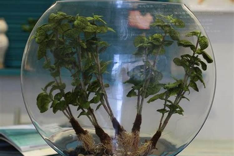 奶粉怎么沤肥