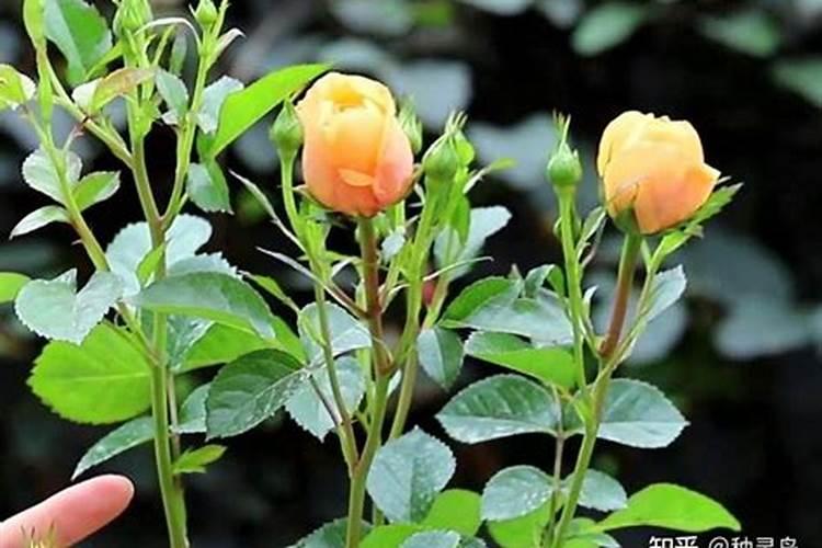 月季施肥时间和方法