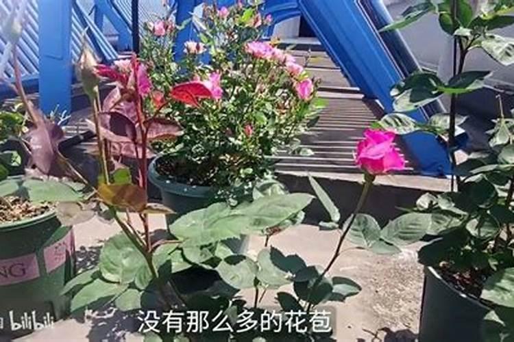 地栽月季春天施什么肥