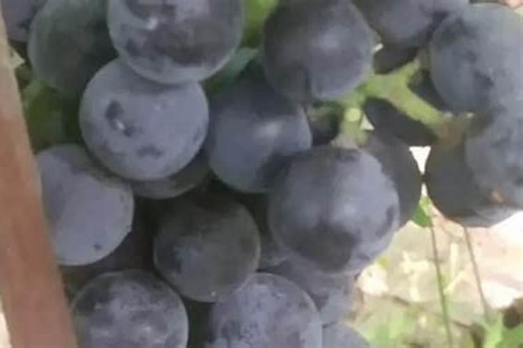 第一年葡萄小苗施什么肥(刚种葡萄苗用什么肥料长得快)