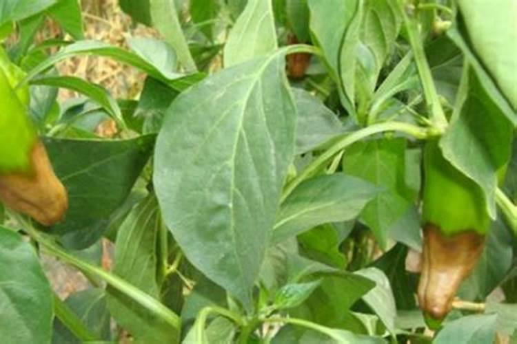 为什么夏天种植辣椒要补硼？硼有什么用？