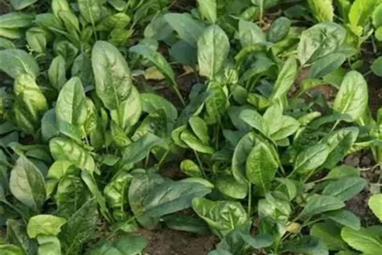 为使菠菜长得快应选用什么肥料