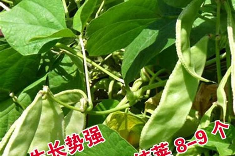 紫色的扁豆角叫什么名字