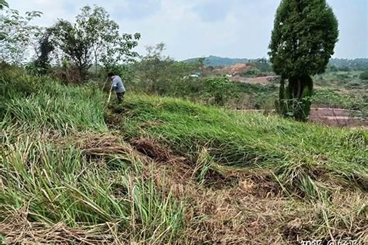 竹子施什么肥最好？