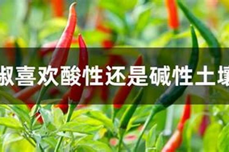 辣椒喜欢肥料吗？你喜欢用什么肥料？