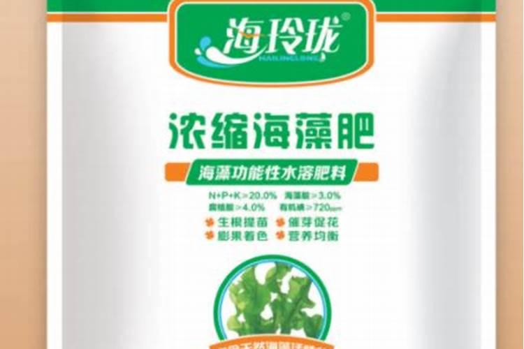桔子树卷叶病用什么药