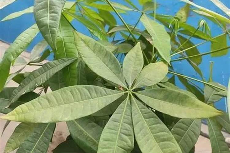 发财树浇什么肥料合适