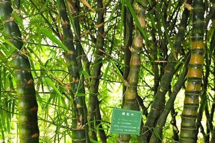竹子黄叶黄了怎么办呀？