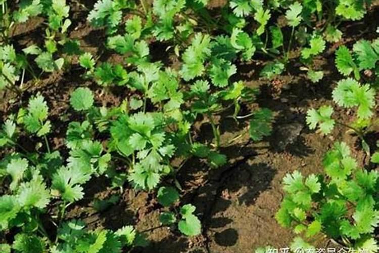 种香菜用什么肥料好