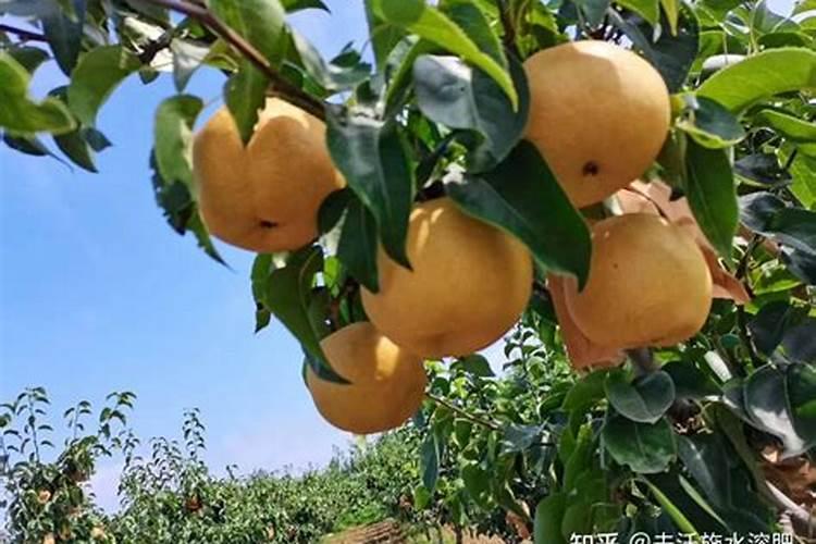 果树橙子用什么肥料？橙子用什么水溶肥好？橙子膨大增产肥料调色师百 ...