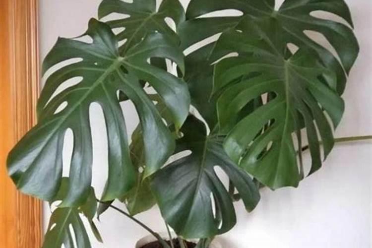 大鹏里的西红柿还没有成熟上面有黑斑怎么回事