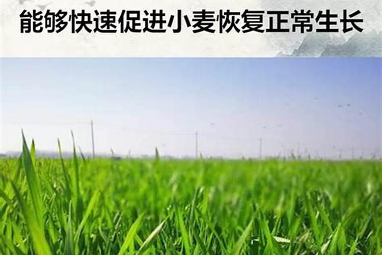 如何种麦子啊