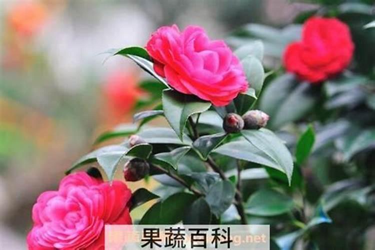 茶花有花苞后怎么施肥
