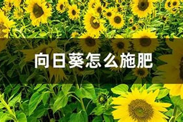 葵花什么时候追肥合适