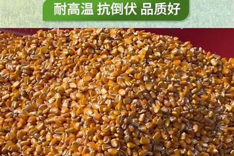 氨基酸水溶肥芸苔素复销粉钠黄腐酸钾液态氮可以打红薯苗吗