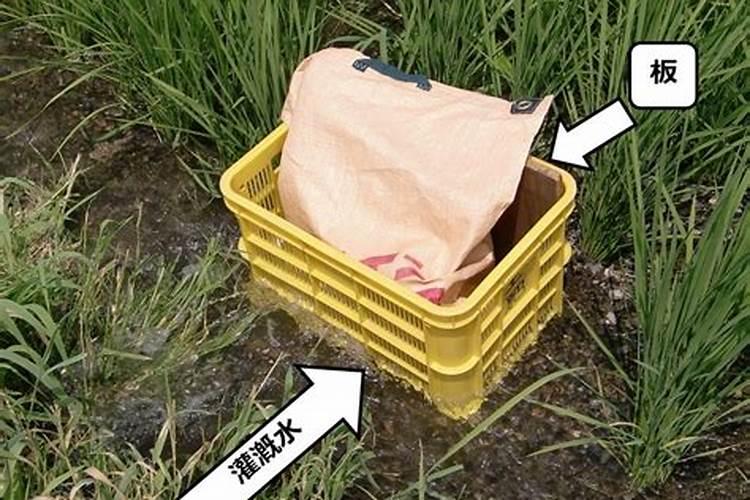 水稻什么时候施孕穗肥最好(水稻拔节孕穗肥用什么肥)