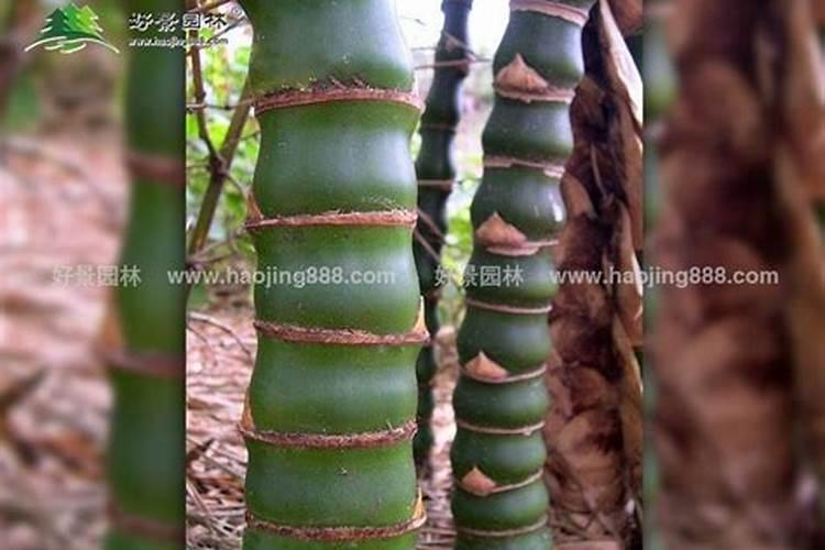 罗汉竹施什么肥