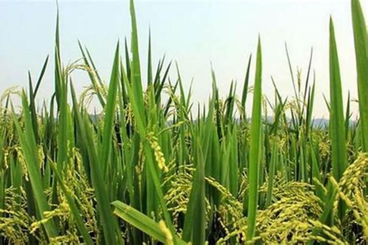 水稻在7月几号追穗肥,一亩地用肥多少斤？用什么肥料好