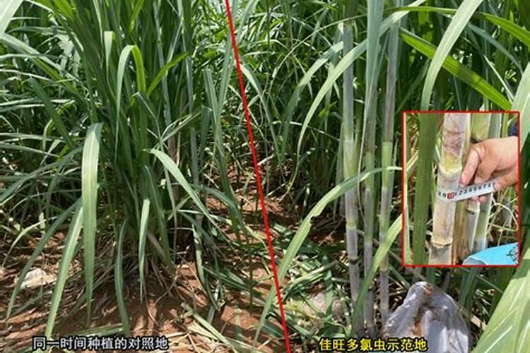 草莓柿子北方露地怎样种植技术？